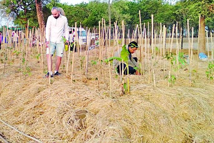 Plantation by 'Akira Miyawaki Pattern' in Anandavane | आनंदवनात ‘अकिरा मियावाकी पॅटर्न’ने वृक्षारोपण Plantation by 'Akira Miyawaki Pattern' in Anandavane | आनंदवनात ‘अकिरा मियावाकी पॅटर्न’ने वृक्षारोपण