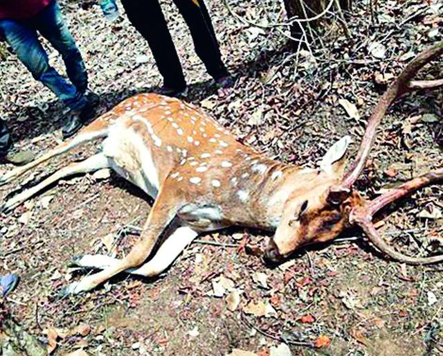 Death of bear and chitalal in the wheel of vehicle | वाहनाच्या धडकेत अस्वल व चितळाचा मृत्यू