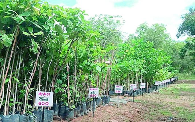 The density of forest in Ballarpur forest area has increased | बल्लारपूर वनक्षेत्रातील जंगलाची घनता वाढली The density of forest in Ballarpur forest area has increased | बल्लारपूर वनक्षेत्रातील जंगलाची घनता वाढली