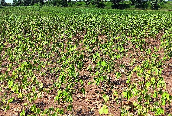 In the crisis of crops due to lack of rain | पावसाअभावी पिके संकटात