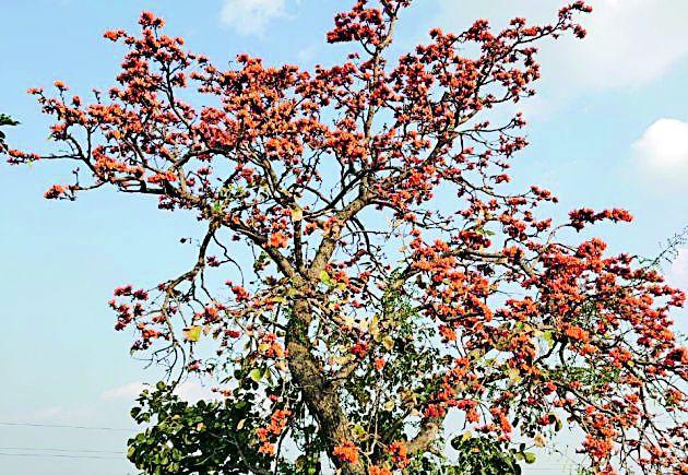 Hazardous chemical paint scarf on the nature of natural flora | नैसर्गिक पळसफुलांच्या रंगावर घातक रासायनिक रंगाची कुरघोडी Hazardous chemical paint scarf on the nature of natural flora | नैसर्गिक पळसफुलांच्या रंगावर घातक रासायनिक रंगाची कुरघोडी