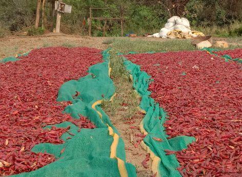 The economic cycle of rural areas stopped; Chili satre off | ग्रामीण भागाचे अर्थचक्र थांबले; मिरची सातरे बंद