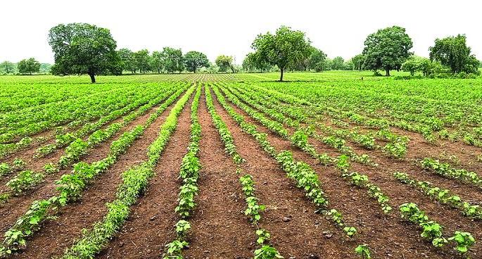 Rain come back in buldhana district; Support for crops | पावसाच्या पुनरागमनाचा पिकांना मिळाला आधार! Rain come back in buldhana district; Support for crops | पावसाच्या पुनरागमनाचा पिकांना मिळाला आधार!