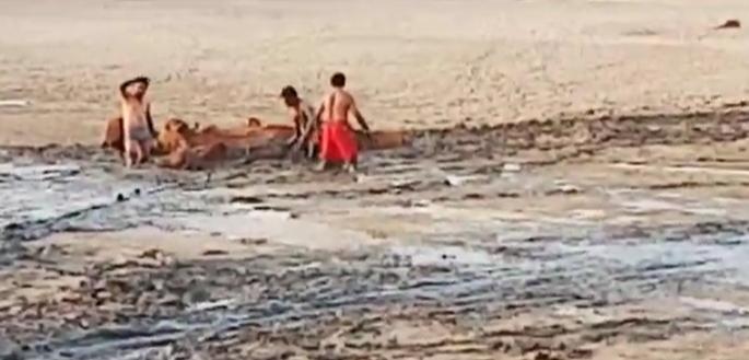 Lived 15 cows stuck in third house | तिसगाव धरणाच्या गाळात अडकलेल्या १५ गार्इंना जीवदान Lived 15 cows stuck in third house | तिसगाव धरणाच्या गाळात अडकलेल्या १५ गार्इंना जीवदान