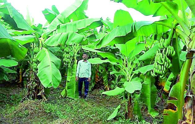  Three acres of floral banana garden | तीन एकरात फुलविली केळीची बाग