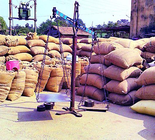 Buy one and a half quintals of coriander | दीड लाख क्विंटल धानाची खरेदी Buy one and a half quintals of coriander | दीड लाख क्विंटल धानाची खरेदी