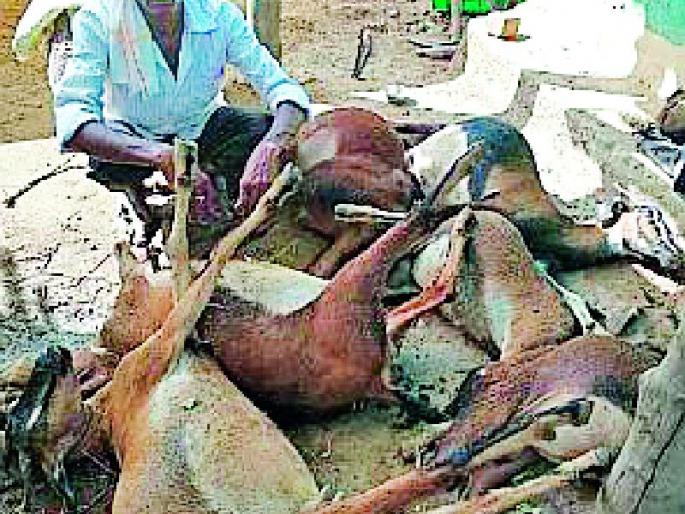 15 goats killed by toxicity | विषबाधेने १५ शेळ्या दगावल्या 15 goats killed by toxicity | विषबाधेने १५ शेळ्या दगावल्या