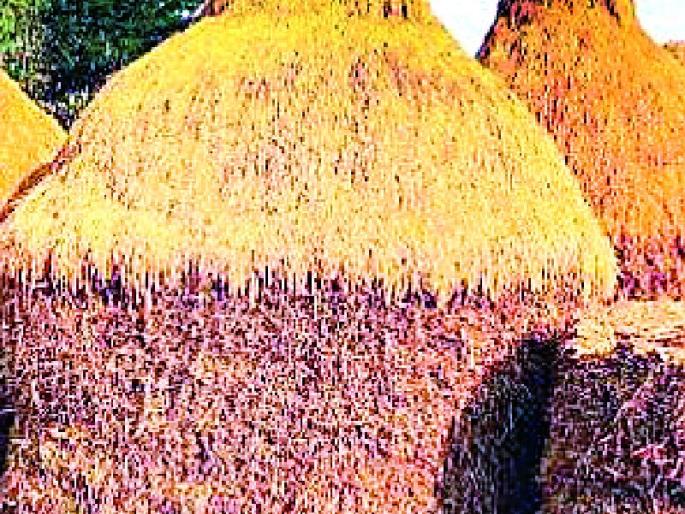 Production of 33 quintals of ha | हेक्टरी ३३ क्विंटल धानाचे उत्पादन Production of 33 quintals of ha | हेक्टरी ३३ क्विंटल धानाचे उत्पादन