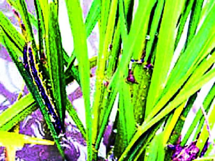 Movement for the loss of Tudadad | तुडतुड्याच्या नुकसान भरपाईसाठी आंदोलन Movement for the loss of Tudadad | तुडतुड्याच्या नुकसान भरपाईसाठी आंदोलन