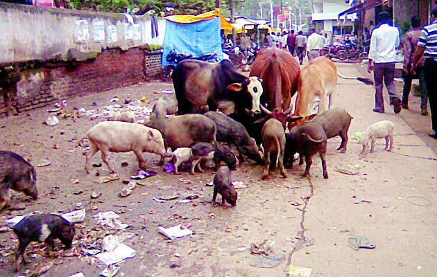 Settlement on the issue of pigs | डुकरांच्या समस्येवर तोडगा निघेना Settlement on the issue of pigs | डुकरांच्या समस्येवर तोडगा निघेना