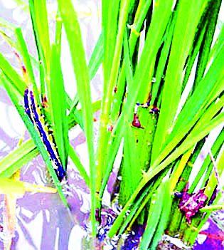 Damage to crops in 49 thousand hectare due to kidarogas | कीडरोगांमुळे ४९ हजार हेक्टरमधील पिकांचे नुकसान Damage to crops in 49 thousand hectare due to kidarogas | कीडरोगांमुळे ४९ हजार हेक्टरमधील पिकांचे नुकसान