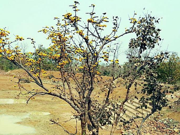 Yellow Pulse Flowering Beauty | पिवळा पळस फुलविणार सौंदर्य Yellow Pulse Flowering Beauty | पिवळा पळस फुलविणार सौंदर्य