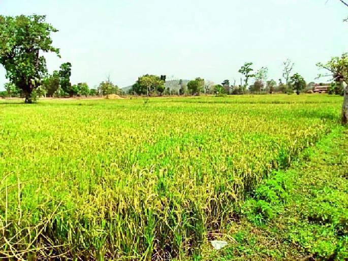 Helping 1.55 thousand farmers get help | १ लाख ५ हजार शेतकऱ्यांना मिळणार मदत Helping 1.55 thousand farmers get help | १ लाख ५ हजार शेतकऱ्यांना मिळणार मदत