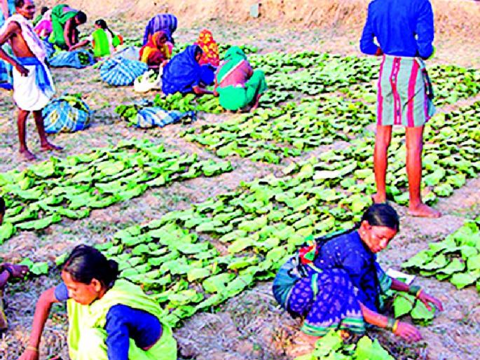 'Fika-Fika' in Tandutta season | तेंदुपत्ता हंगाम यंदाही ‘फिका-फिका’ 'Fika-Fika' in Tandutta season | तेंदुपत्ता हंगाम यंदाही ‘फिका-फिका’