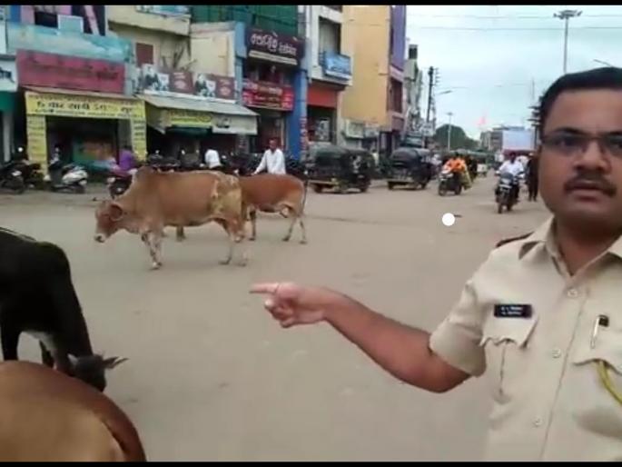 Transportation Branch Tent for Mockat Animal Owners | मोकाट जनावरांच्या मालकांना वाहतूक शाखेची तंबी Transportation Branch Tent for Mockat Animal Owners | मोकाट जनावरांच्या मालकांना वाहतूक शाखेची तंबी