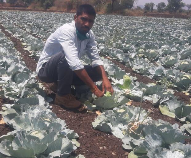 Grapes, raisins, onions | द्राक्षाचे मनुके, कांद्याचा झाला वांधा Grapes, raisins, onions | द्राक्षाचे मनुके, कांद्याचा झाला वांधा