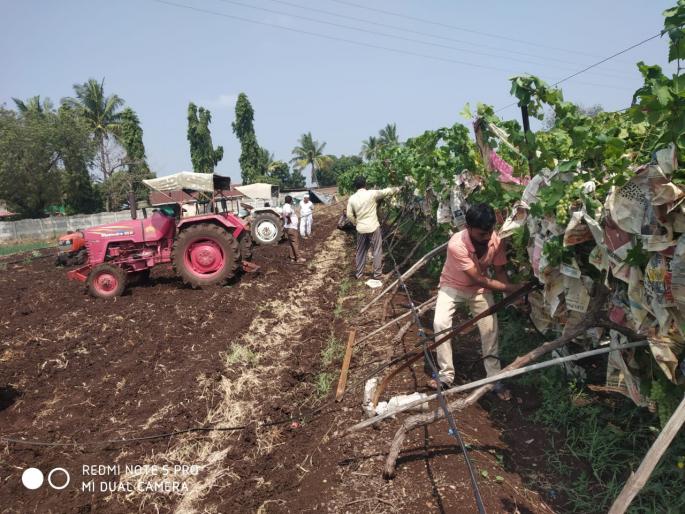 Grapes are cracked ... Onion is rotting, while wheat is flat | द्राक्षाला तडे...कांदा सडतोय, तर गहू भुईसपाट Grapes are cracked ... Onion is rotting, while wheat is flat | द्राक्षाला तडे...कांदा सडतोय, तर गहू भुईसपाट