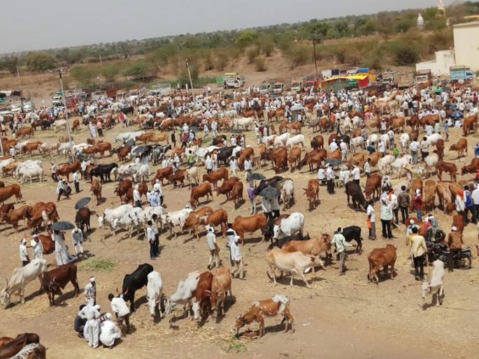 3 lakhs Tonnage production planning | ३ लाख मे. टन चारा उत्पादनाचे नियोजन 3 lakhs Tonnage production planning | ३ लाख मे. टन चारा उत्पादनाचे नियोजन
