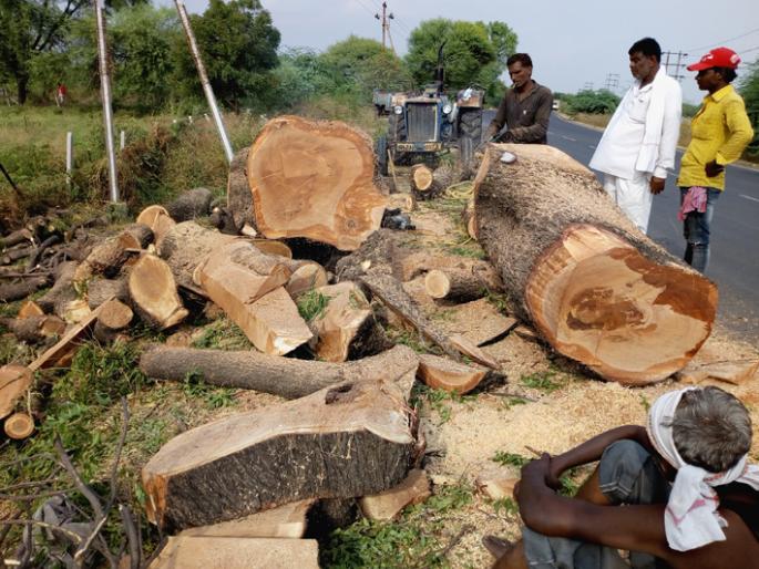 Road widening : Wounds over trees | रुंदीकरण : वृक्षांच्या मुळावर घाव Road widening : Wounds over trees | रुंदीकरण : वृक्षांच्या मुळावर घाव