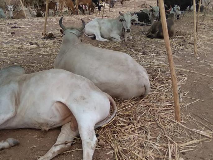 Cantonment fodder camp camp victim? | किनगाव चारा छावणी की जनावरांची छळ छावणी? Cantonment fodder camp camp victim? | किनगाव चारा छावणी की जनावरांची छळ छावणी?