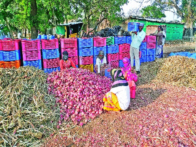 Emphasize onion storage for Rajapur | राजापूरला कांदा साठवणुकीवर भर Emphasize onion storage for Rajapur | राजापूरला कांदा साठवणुकीवर भर