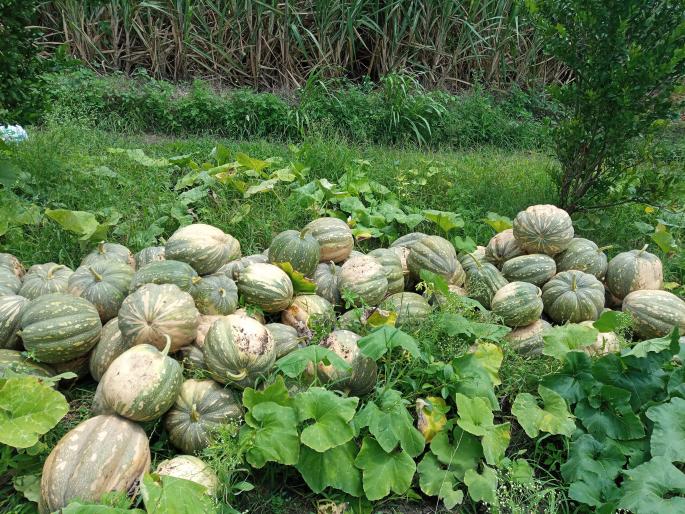 Due to non-availability of market, pumpkin was thrown on the dam | बाजारपेठ उपलब्ध न झाल्याने भोपळा फेकला बांधावर Due to non-availability of market, pumpkin was thrown on the dam | बाजारपेठ उपलब्ध न झाल्याने भोपळा फेकला बांधावर