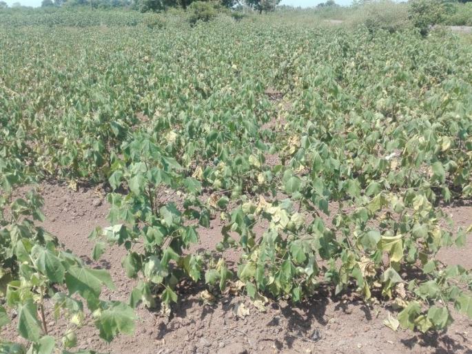 The Kharif season is thirsty till the end | खरीप हंगाम शेवटपर्यंत तहानलेलाच