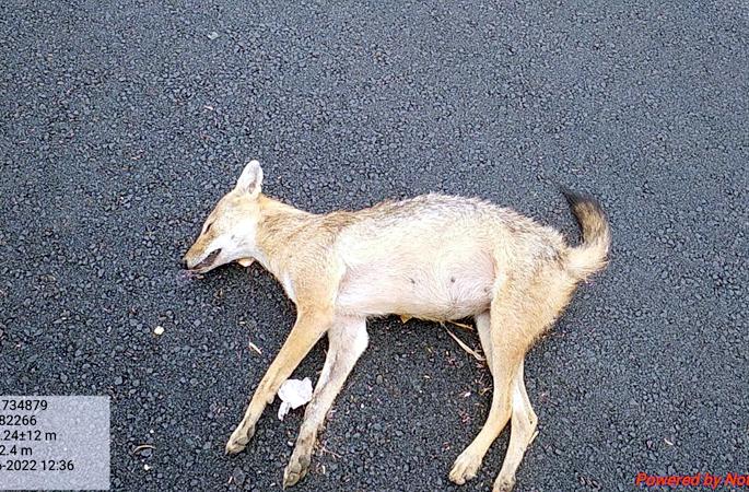 A fox was killed in an accident near Kondi on the Solapur-Pune highway | सोलापूर-पुणे महामार्गावरील कोंडीनजीकच्या अपघातात कोल्हा ठार