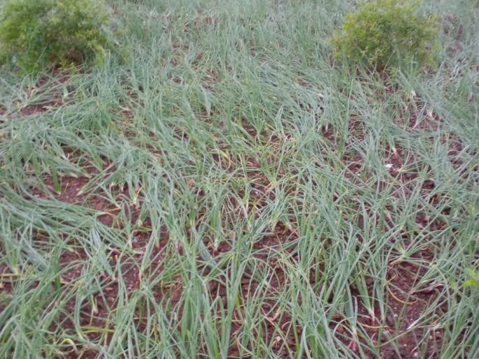 Crops damaged due to heavy rains in Chinchawad | चिंचावडला अतिवृष्टीने पिकांचे नुकसान Crops damaged due to heavy rains in Chinchawad | चिंचावडला अतिवृष्टीने पिकांचे नुकसान