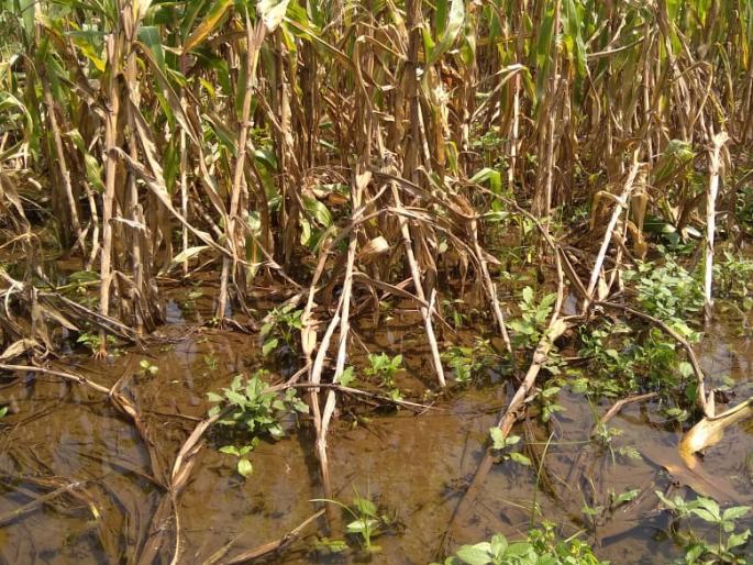 Damage to maize in Mandwad area | मांडवड परिसरात मक्यारचे न्ुकसान