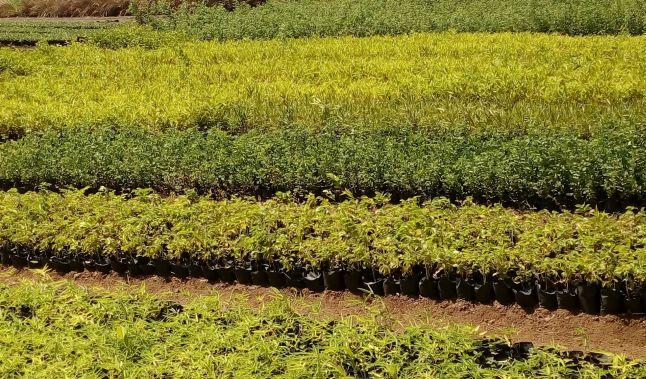 In a month and a half, 78 lakh trees were planted in the district | दीड महिन्यात जिल्ह्यात 78 लाख झाडांची लागवड In a month and a half, 78 lakh trees were planted in the district | दीड महिन्यात जिल्ह्यात 78 लाख झाडांची लागवड