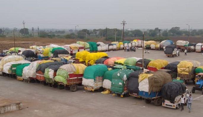 Five thousand quintals of cotton arrives | पाच हजार क्विंटल कापूस आवक Five thousand quintals of cotton arrives | पाच हजार क्विंटल कापूस आवक