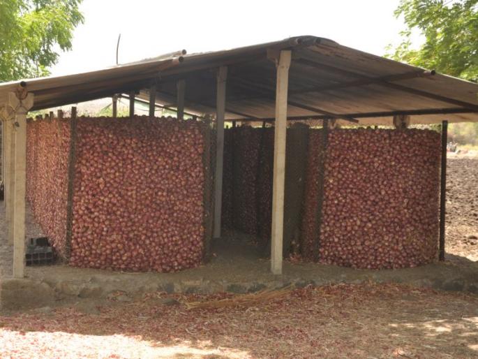 In the Nandurbar market, due to the decline in onion prices, the farmers suffer | नंदुरबार बाजारात कांदा दर घसरल्याने शेतकरी संकटात In the Nandurbar market, due to the decline in onion prices, the farmers suffer | नंदुरबार बाजारात कांदा दर घसरल्याने शेतकरी संकटात