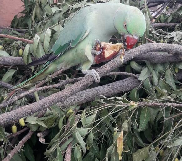 Support the missed salt | वाट चुकलेल्या मिठूला आधार Support the missed salt | वाट चुकलेल्या मिठूला आधार