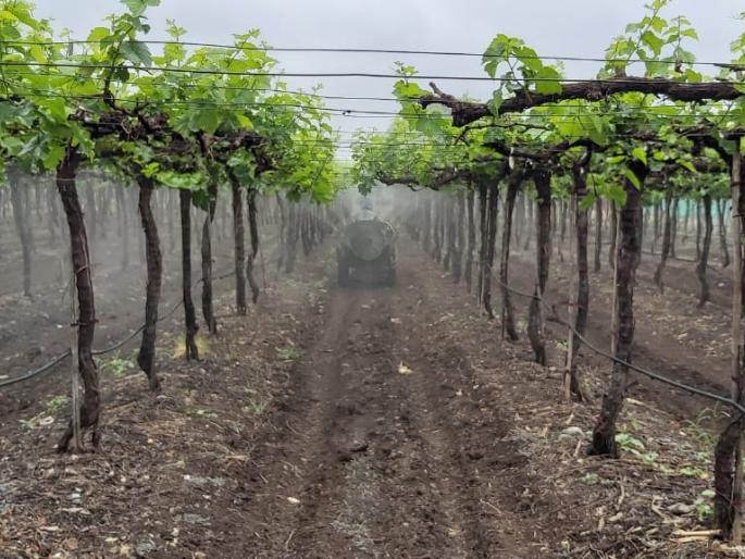 Grape growers worried about incessant rains | संततधार पावसाने द्राक्ष उत्पादक चिंतित Grape growers worried about incessant rains | संततधार पावसाने द्राक्ष उत्पादक चिंतित
