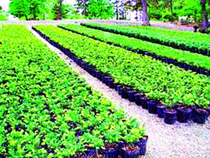 The openness of the rain; Crowds of farmers in the nursery | पावसाची उघडीप; रोपवाटिकेत शेतकऱ्यांची गर्दी The openness of the rain; Crowds of farmers in the nursery | पावसाची उघडीप; रोपवाटिकेत शेतकऱ्यांची गर्दी