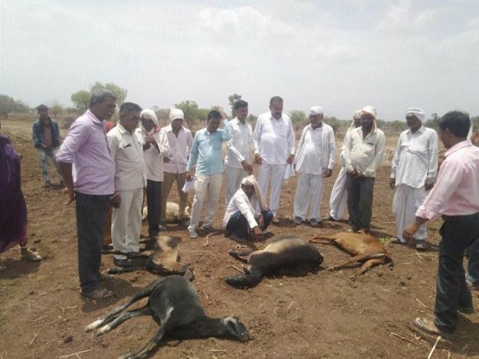 20 poets die of venom again | पुन्हा २० मेंढ्यांचा विषबाधेने मृत्यू 20 poets die of venom again | पुन्हा २० मेंढ्यांचा विषबाधेने मृत्यू