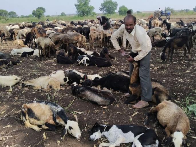 After eating the roasted maize, 8 sheep were stung | कोंब आलेला मका खाल्ल्याने ३५ मेंढ्या दगावल्या After eating the roasted maize, 8 sheep were stung | कोंब आलेला मका खाल्ल्याने ३५ मेंढ्या दगावल्या
