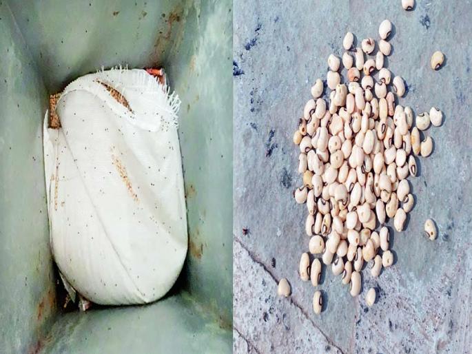 Shocking; Bumblebees move in the direction of school nutrition | धक्कादायक; शालेय पोषण आहारातल्या चवळीत निघाले भुंगे Shocking; Bumblebees move in the direction of school nutrition | धक्कादायक; शालेय पोषण आहारातल्या चवळीत निघाले भुंगे