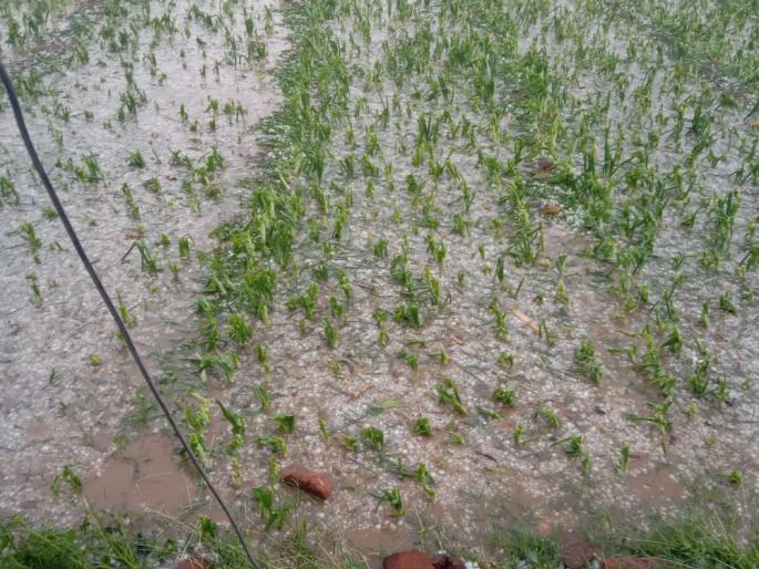 Hailstorm in the district: Hailstorm in Pathardi, Nagar taluka | जिल्ह्यात गारांचा पाऊस : पाथर्डी, नगर तालुक्यात गारांचा सडा Hailstorm in the district: Hailstorm in Pathardi, Nagar taluka | जिल्ह्यात गारांचा पाऊस : पाथर्डी, नगर तालुक्यात गारांचा सडा