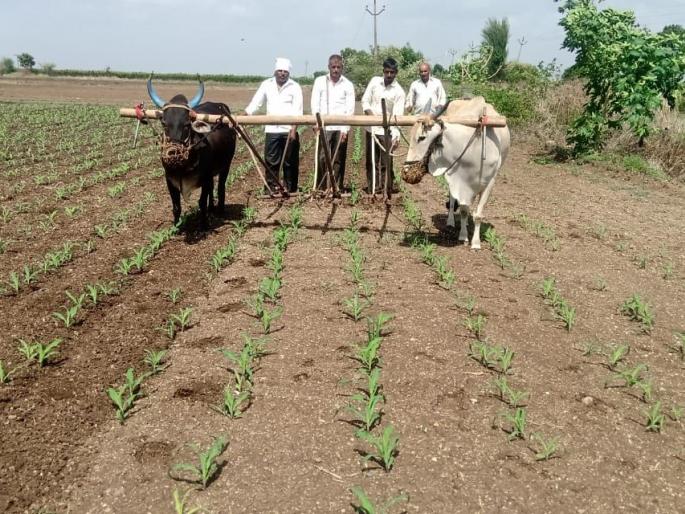 Speed up digging in Patoda area | पाटोदा परिसरात कोळपणीला वेग Speed up digging in Patoda area | पाटोदा परिसरात कोळपणीला वेग