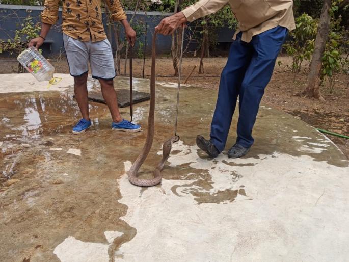 A snake was found in a girls' hostel in Pimpalgaon | पिंपळगावी मुलींच्या वसतिगृहात आढळला साप A snake was found in a girls' hostel in Pimpalgaon | पिंपळगावी मुलींच्या वसतिगृहात आढळला साप
