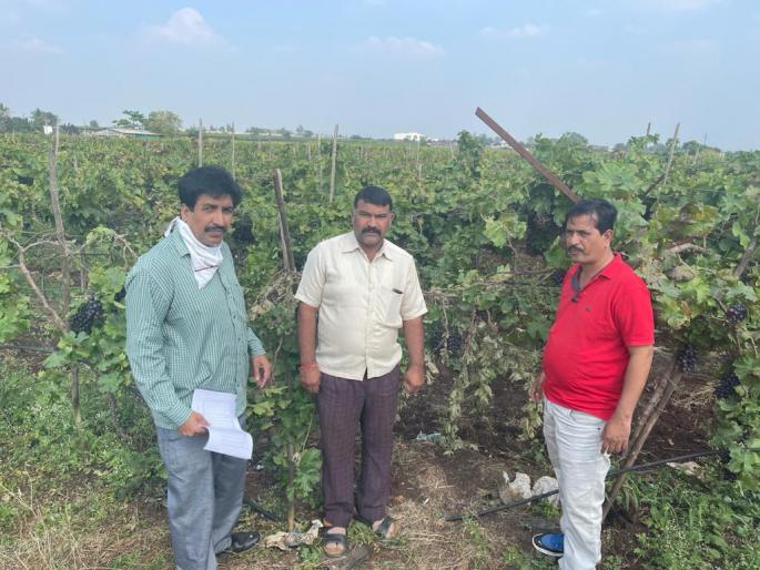 Unseasonal rains disrupt vineyards | बेमोसमी पावसामुळे द्राक्ष बागांना तडे Unseasonal rains disrupt vineyards | बेमोसमी पावसामुळे द्राक्ष बागांना तडे