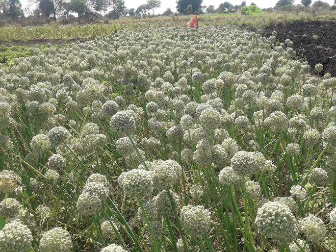 Tongal crop preference for onion seeds | कांदा बियाणांसाठी टोंगळ्यांच्या पिकाला पसंती Tongal crop preference for onion seeds | कांदा बियाणांसाठी टोंगळ्यांच्या पिकाला पसंती