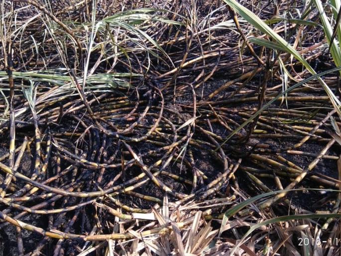 Burning sugarcane | कारसूळला ऊस जळून खाक Burning sugarcane | कारसूळला ऊस जळून खाक