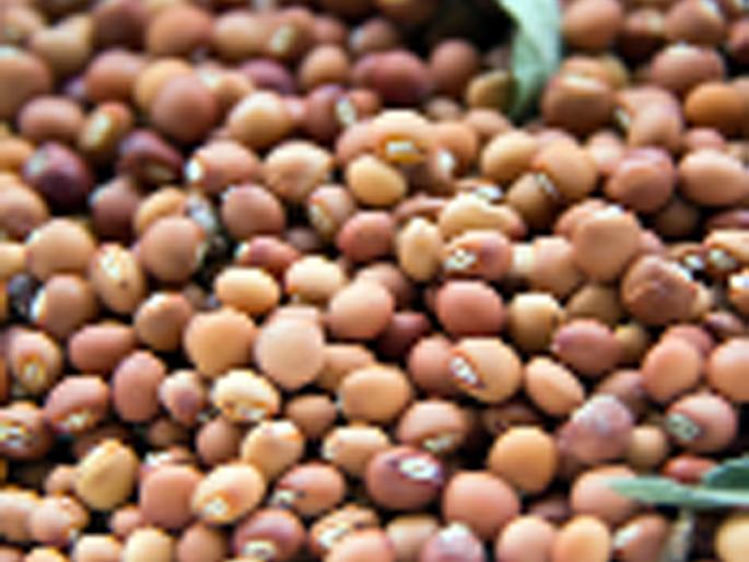 Parbhani: Closure purchase center closed | परभणी : हमीभाव खरेदी केंद्र बंद Parbhani: Closure purchase center closed | परभणी : हमीभाव खरेदी केंद्र बंद