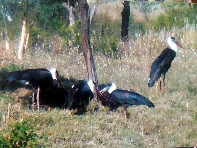 Parbhani: Poor habitat of Indrayani Mala birds | परभणी: इंद्रायणी माळ बनला पक्ष्यांचा अधिवास Parbhani: Poor habitat of Indrayani Mala birds | परभणी: इंद्रायणी माळ बनला पक्ष्यांचा अधिवास