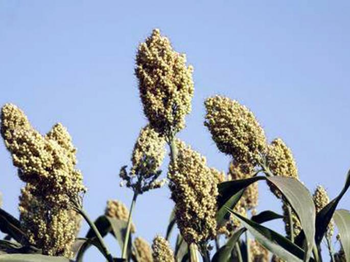 Parbhani: The triumph of Rs 3 thousand by reaching the white jowar | परभणी : पांढऱ्या ज्वारीने गाठला ३ हजार रुपयांचा टप्पा Parbhani: The triumph of Rs 3 thousand by reaching the white jowar | परभणी : पांढऱ्या ज्वारीने गाठला ३ हजार रुपयांचा टप्पा