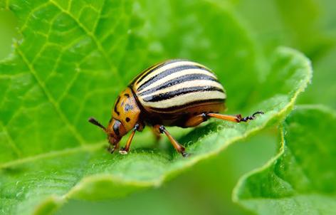 Parbhani: Understand pests, diseases and diseases - Ashok Dhavana | परभणी: कीड, रोगांचे बारकावे समजून घ्या - अशोक ढवण Parbhani: Understand pests, diseases and diseases - Ashok Dhavana | परभणी: कीड, रोगांचे बारकावे समजून घ्या - अशोक ढवण