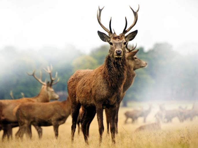 Parbhani: 376 wild animals for wild animals | परभणी : ३७६ वन्य प्राण्यांसाठी २० पाणवठे Parbhani: 376 wild animals for wild animals | परभणी : ३७६ वन्य प्राण्यांसाठी २० पाणवठे